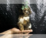Small #2 Poodle (Miniature)