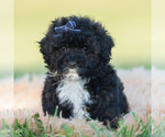 Small Photo #11 Poodle (Toy) Puppy For Sale in WARSAW, IN, USA