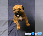 Small American Staffordshire Terrier Mix