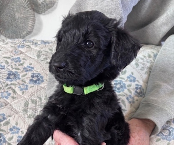 Medium Photo #1 Schnoodle (Giant) Puppy For Sale in ANDERSON, CA, USA