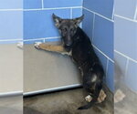 Small #1 German Shepherd Dog