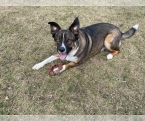 Border Collie-Mutt Mix Puppy for sale in TROY, MI, USA