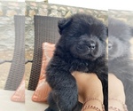 Small Photo #3 Chow Chow Puppy For Sale in EL PASO, TX, USA