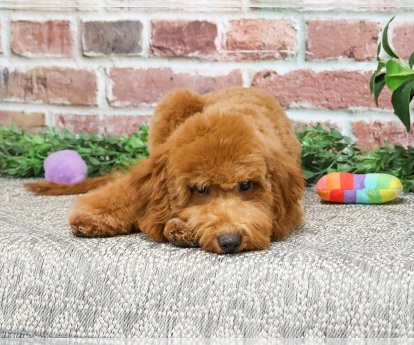 Medium Photo #2 Goldendoodle Puppy For Sale in SYRACUSE, IN, USA