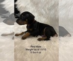 Small Photo #4 Doberman Pinscher Puppy For Sale in FREMONT, IN, USA