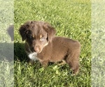 Puppy Pearl Australian Shepherd