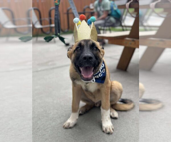 Medium Photo #4 Anatolian Shepherd-Unknown Mix Puppy For Sale in Greenville, SC, USA