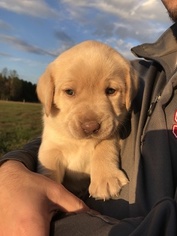Labrador Retriever Puppy for sale in BEULAVILLE, NC, USA