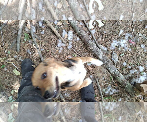 Medium Photo #23 Doxle Puppy For Sale in Sebec, ME, USA