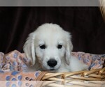 Small #1 English Cream Golden Retriever