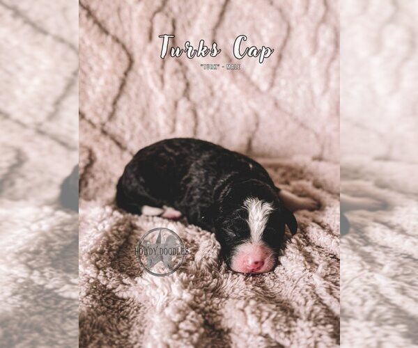Medium Photo #7 Bordoodle Puppy For Sale in ELIZABETH CITY, NC, USA
