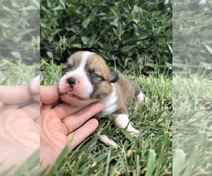 Pembroke Welsh Corgi Puppy for sale in ARTHUR, IL, USA