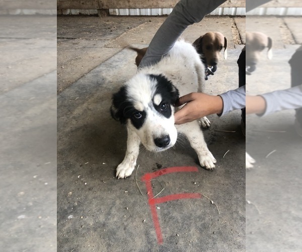 Medium Photo #4 Border Collie-Great Pyrenees Mix Puppy For Sale in CENTRAL POINT, OR, USA