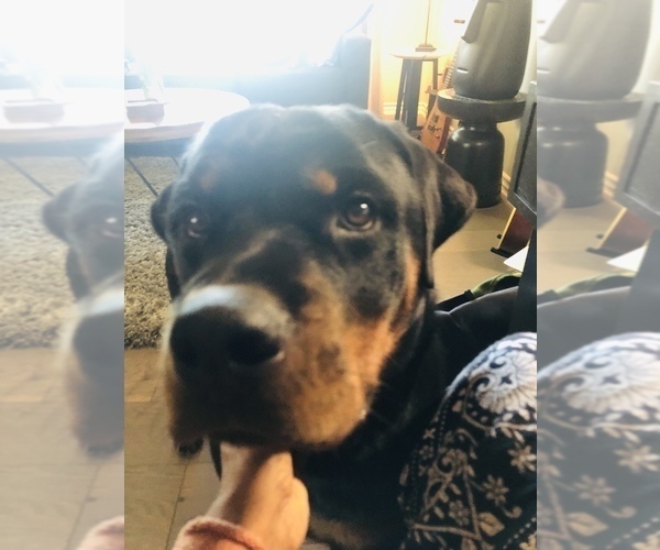 Medium Photo #13 Rottweiler Puppy For Sale in RIVERSIDE, CA, USA