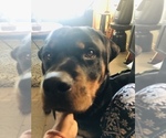 Small #12 Rottweiler