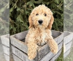 Small #2 Goldendoodle (Miniature)
