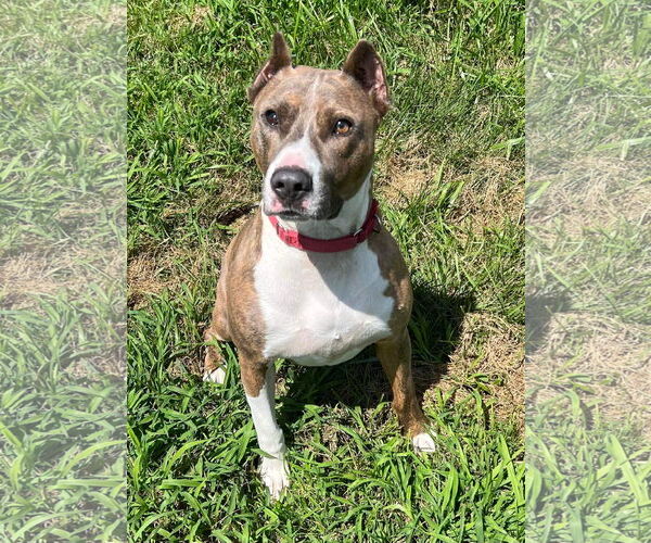 Medium Photo #12 American Pit Bull Terrier-Unknown Mix Puppy For Sale in Germantown, OH, USA