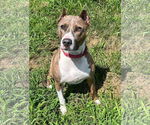 Small #11 American Pit Bull Terrier Mix