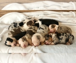 Australian Shepherd Puppy for sale in LODA, IL, USA