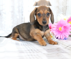 Dachshund Puppy for sale in SHILOH, OH, USA