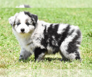 Miniature Australian Shepherd Dog for Adoption in EASTON, Missouri USA