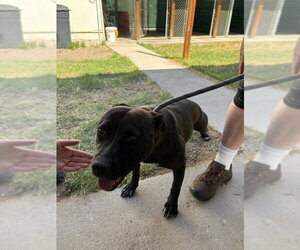 River - Male Mutt Dog for Adoption - Photo #19