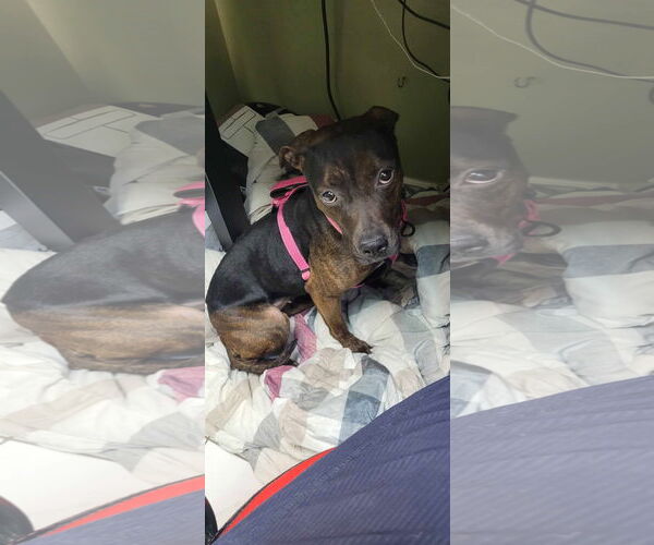 Medium Photo #5 English Bullweiler Puppy For Sale in Oro Medonte, Ontario, Canada