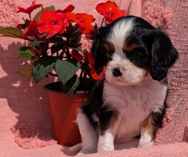 Medium Photo #15 Cavalier King Charles Spaniel Puppy For Sale in GOSHEN, IN, USA