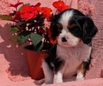 Small Photo #15 Cavalier King Charles Spaniel Puppy For Sale in GOSHEN, IN, USA