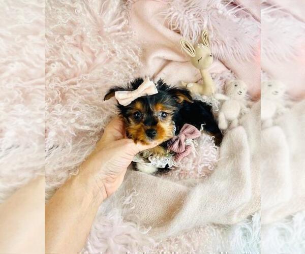 Medium Photo #8 Yorkshire Terrier Puppy For Sale in TAMPA, FL, USA
