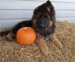 Small Photo #1 German Shepherd Dog Puppy For Sale in MILFORD, IN, USA