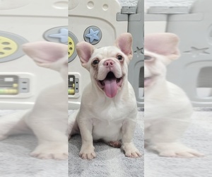 French Bulldog Puppy for sale in NORTH PORT, FL, USA