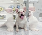 Image preview for Ad Listing. Nickname: Theodore