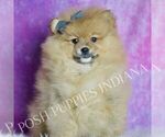 Small Photo #75 Pomeranian Puppy For Sale in WARSAW, IN, USA