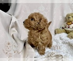 Small Photo #6 Poodle (Toy) Puppy For Sale in LONG ISLAND CITY, NY, USA