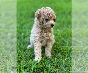 Medium Maltipoo