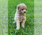 Puppy Sunshine Maltipoo