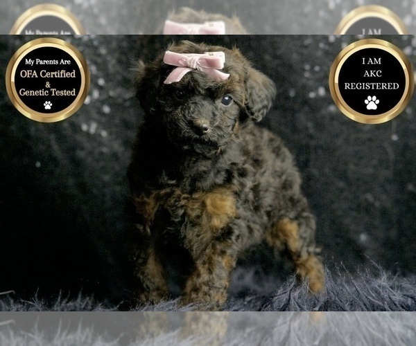 Medium Photo #1 Poodle (Toy) Puppy For Sale in WARSAW, IN, USA