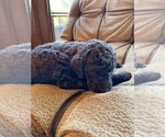 Puppy 3 Goldendoodle-Poodle (Standard) Mix