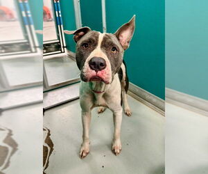 Mutt Dogs for adoption in Oklahoma City, OK, USA