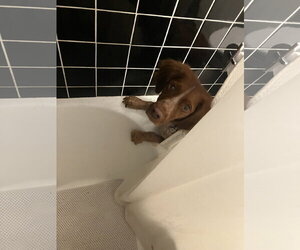 ON/Remi - Male Brittany Dog for Adoption - Photo #2