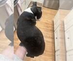 Puppy Fleming Boston Terrier