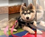 Small Photo #1 Siberian Husky Puppy For Sale in Severn, MD, USA