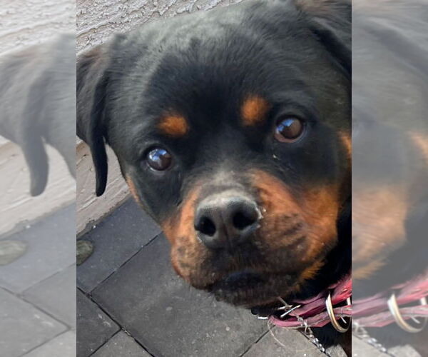 Medium Photo #4 Rottweiler Puppy For Sale in Gilbert, AZ, USA