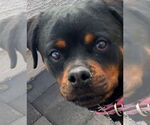 Small #3 Rottweiler