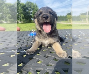 German Shepherd Dog Puppy for sale in WAKE FOREST, NC, USA