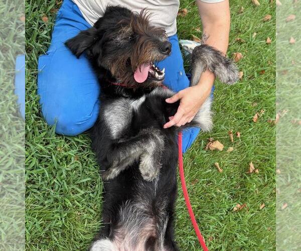Medium Photo #4 Mutt Puppy For Sale in Yardley, PA, USA