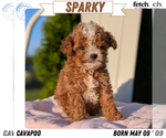 Puppy Sparky Cavapoo (Miniature)