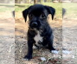 Small #6 Mutt