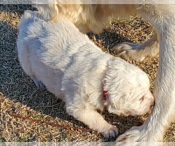 Medium Photo #4 Great Pyrenees Puppy For Sale in AGRA, OK, USA